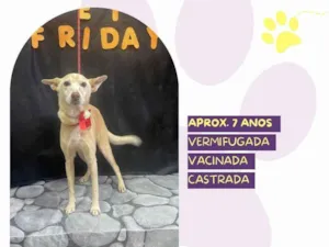 Cachorro raça SRD-ViraLata idade Abaixo de 2 meses nome Princesa