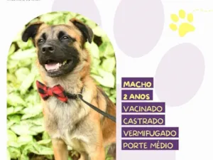 Cachorro raça SRD-ViraLata idade 2 anos nome Pudim