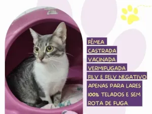 Gato raça SRD-ViraLata idade 2 anos nome Saray