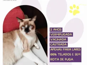 Gato raça SRD-ViraLata idade 2 anos nome Sabrina