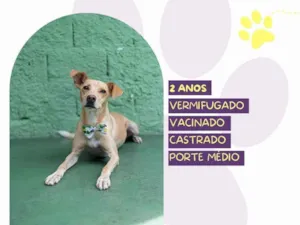 Cachorro raça SRD-ViraLata idade 2 anos nome Start