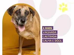 Cachorro raça SRD-ViraLata idade 3 anos nome Stella