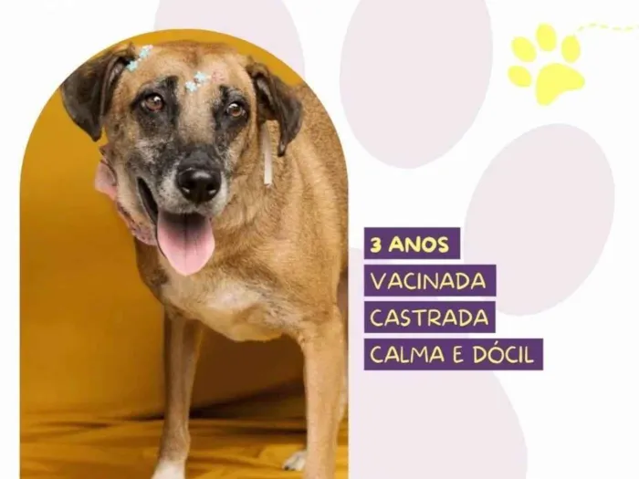 Cachorro ra a SRD-ViraLata idade 3 anos nome Stella