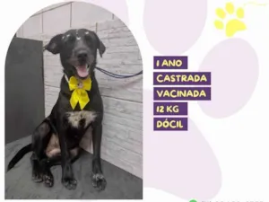 Cachorro raça SRD-ViraLata idade 1 ano nome Susy