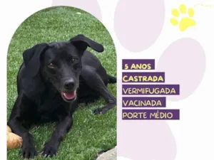 Cachorro raça SRD-ViraLata idade 5 anos nome Tatiane