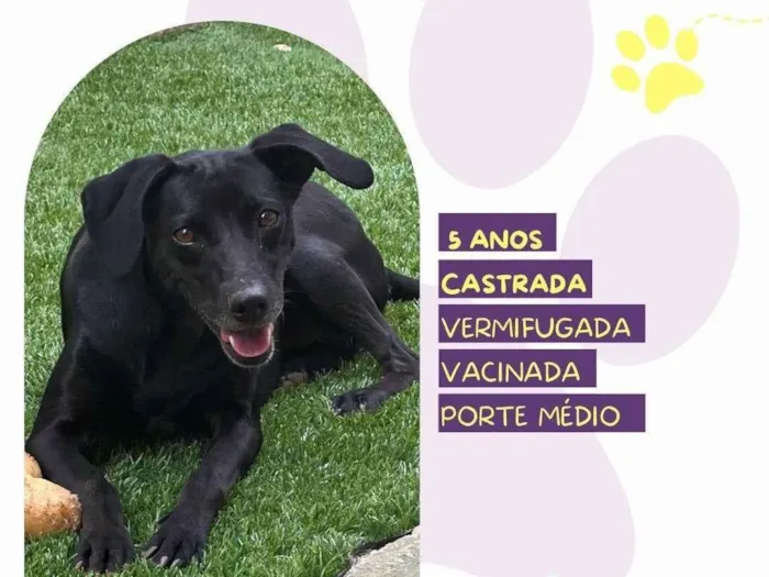 Cachorro ra a SRD-ViraLata idade 5 anos nome Tatiane