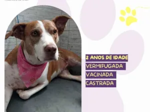 Cachorro raça SRD-ViraLata idade 2 anos nome Zara