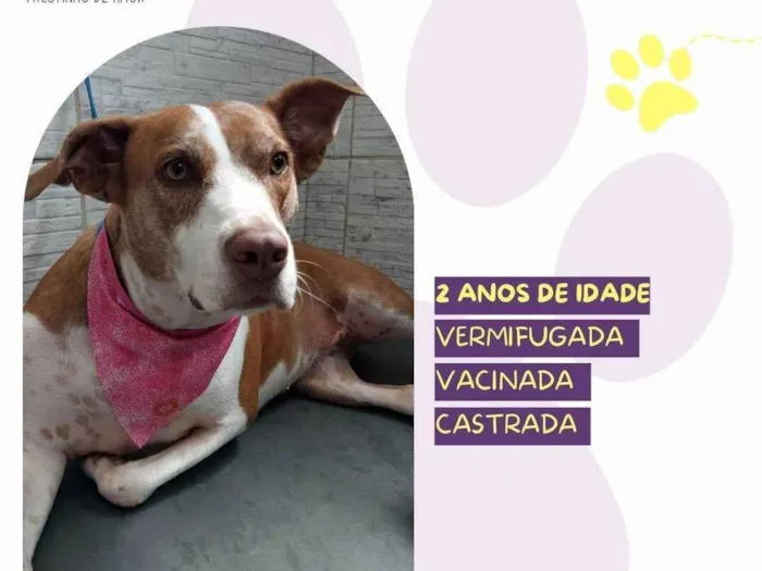 Cachorro ra a SRD-ViraLata idade 2 anos nome Zara