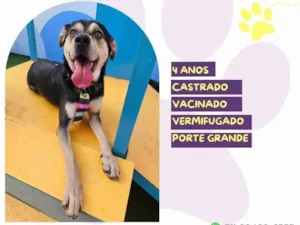 Cachorro raça SRD-ViraLata idade 4 anos nome Zeca