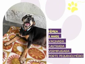 Cachorro raça SRD-ViraLata idade 2 anos nome Shelby