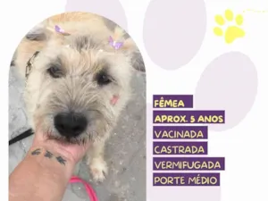 Cachorro raça SRD-ViraLata idade 5 anos nome Safira