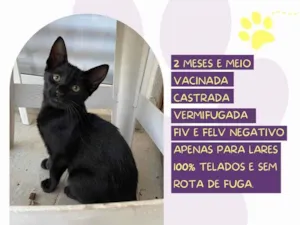 Gato raça SRD-ViraLata idade 2 a 6 meses nome Pitaya