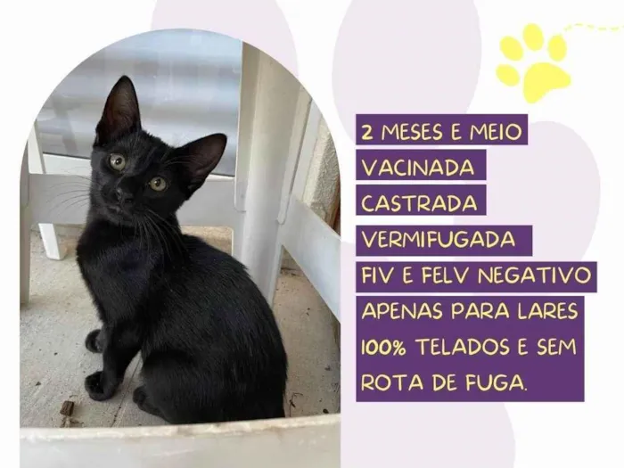 Gato ra a SRD-ViraLata idade 2 a 6 meses nome Pitaya