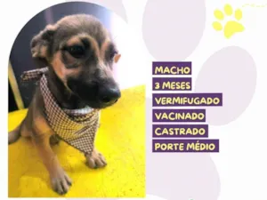 Cachorro raça SRD-ViraLata idade 2 a 6 meses nome Pietro