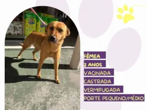 Cachorro raça SRD-ViraLata idade 2 anos nome Luana