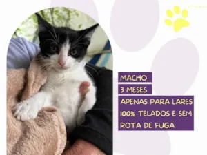 Gato raça SRD-ViraLata idade 2 a 6 meses nome Lobinho