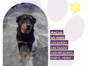 Cachorro raça SRD-ViraLata idade 5 anos nome Grandao