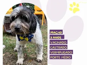 Cachorro raça SRD-ViraLata idade 3 anos nome Douky