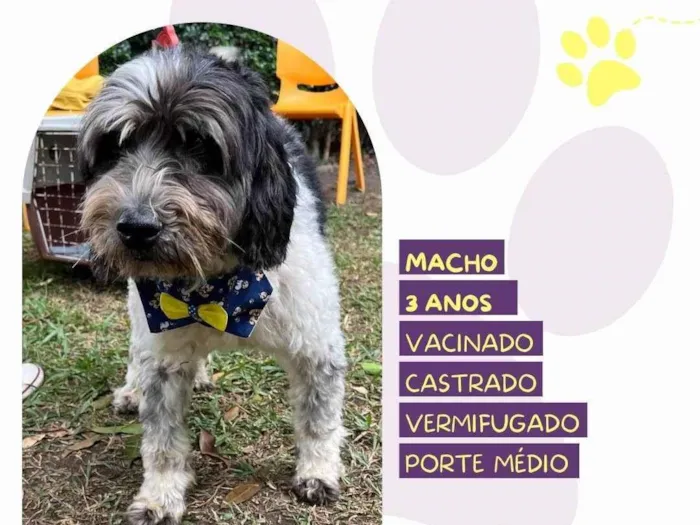 Cachorro ra a SRD-ViraLata idade 3 anos nome Douky