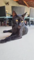 BARTOLOMEU