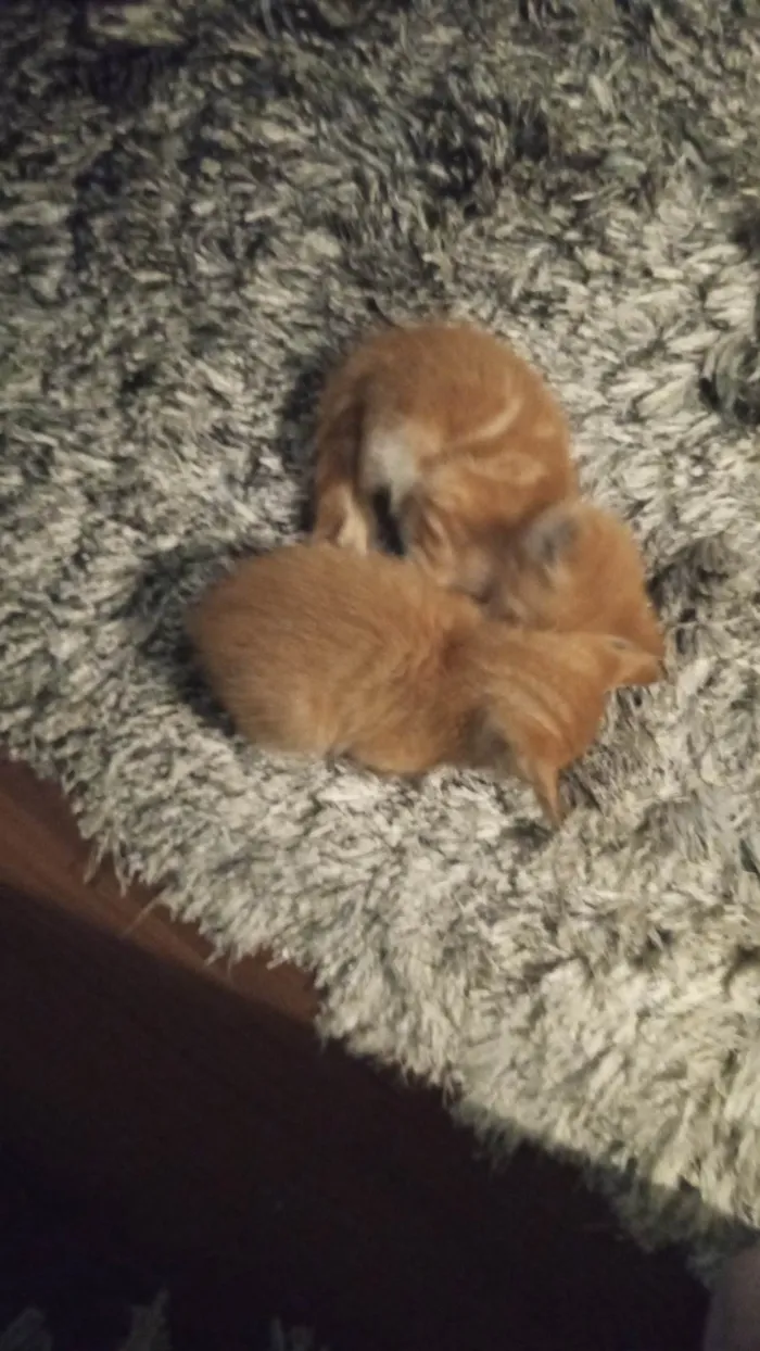 Gato ra a SRD-ViraLata idade Abaixo de 2 meses nome Cockie e muffin 