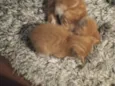 Cockie e muffin