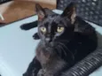 BARTOLOMEU