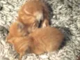 Cockie e muffin