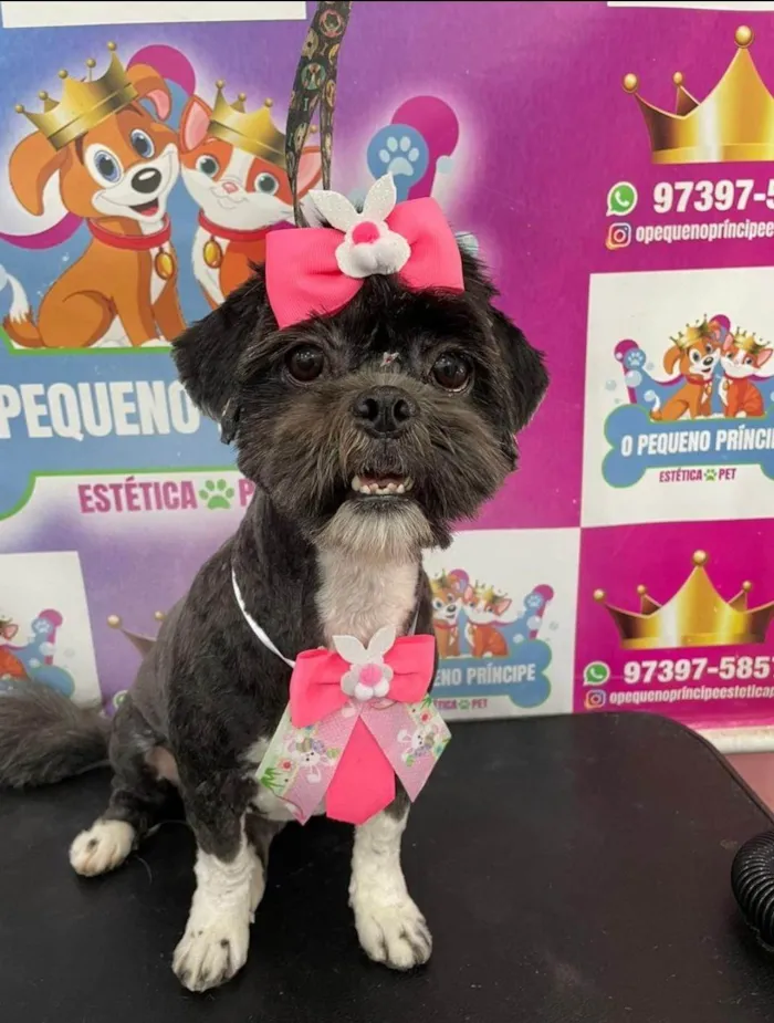 Cachorro ra a Shitzu idade 2 anos nome Tiana