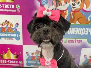 Cachorro raça Shitzu idade 2 anos nome Tiana