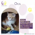Otis