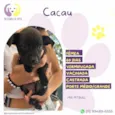 Cacau