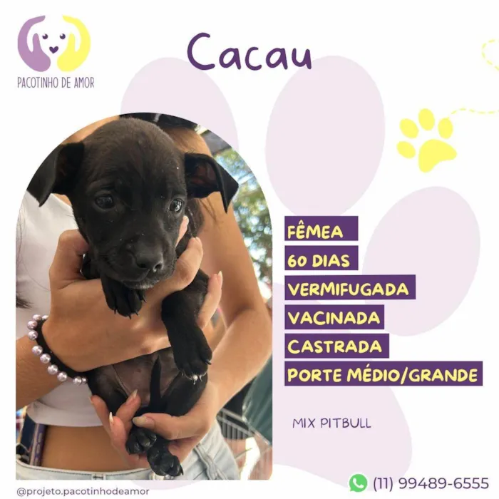 Cachorro ra a Pit-Bull idade 2 a 6 meses nome Cacau