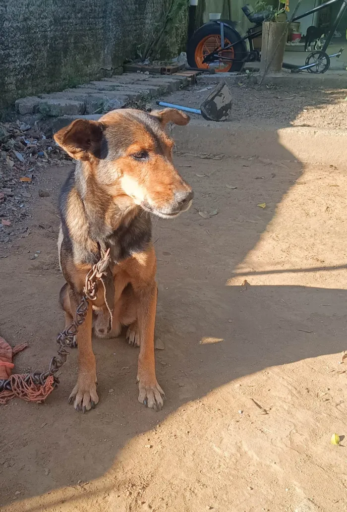 Cachorro ra a SRD-ViraLata idade 5 anos nome Max