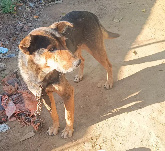 Cachorro ra a SRD-ViraLata idade 5 anos nome Max