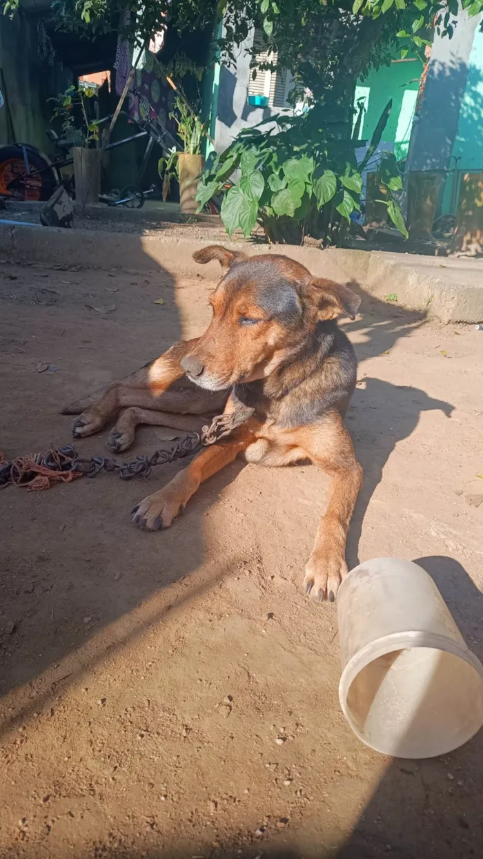 Cachorro ra a SRD-ViraLata idade 5 anos nome Max