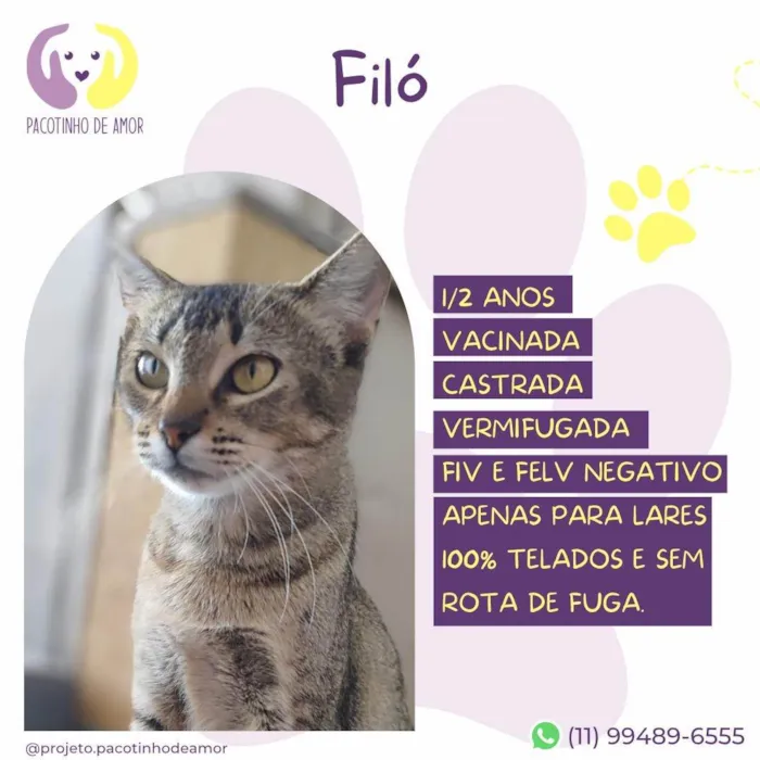 Gato ra a SRD-ViraLata idade 2 anos nome Filó