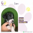 Ian