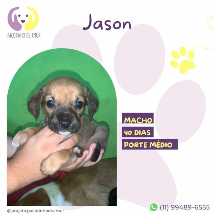 Cachorro ra a SRD-ViraLata idade Abaixo de 2 meses nome Jason