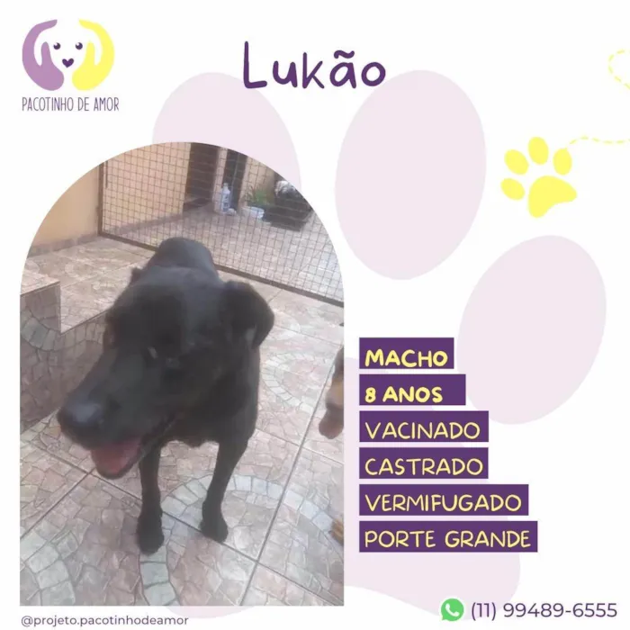 Cachorro ra a SRD-ViraLata idade 6 ou mais anos nome Lukao 