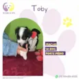 Toby