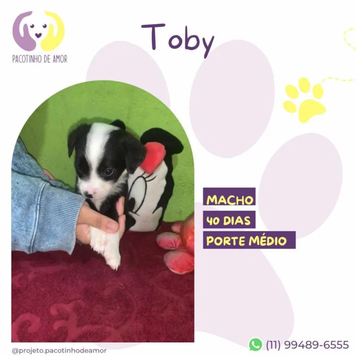 Cachorro ra a SRD-ViraLata idade Abaixo de 2 meses nome Toby