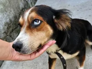 Cachorro raça SRD-ViraLata idade 1 ano nome Blue