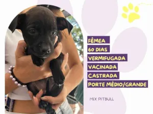 Cachorro raça Pit-Bull idade 2 a 6 meses nome Cacau