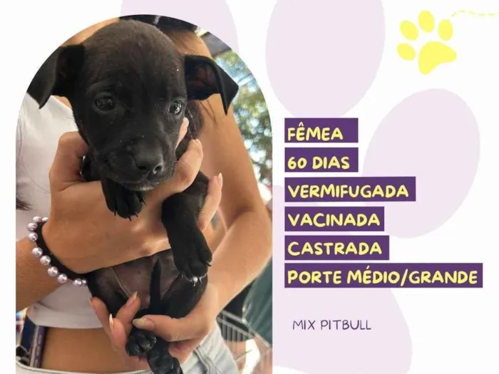 Cachorro ra a Pit-Bull idade 2 a 6 meses nome Cacau