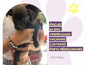 Cachorro raça Pit-Bull idade 2 a 6 meses nome Chocolate 