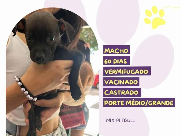 Cachorro ra a Pit-Bull idade 2 a 6 meses nome Chocolate 