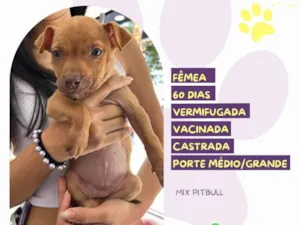 Cachorro raça Pit-Bull idade 2 a 6 meses nome Daisy