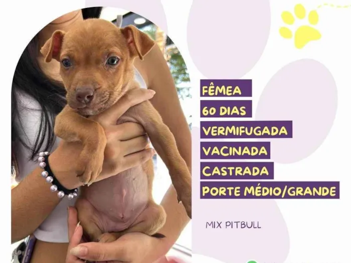 Cachorro ra a Pit-Bull idade 2 a 6 meses nome Daisy