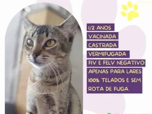 Gato raça SRD-ViraLata idade 2 anos nome Filó